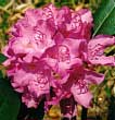 blue-rhododendron